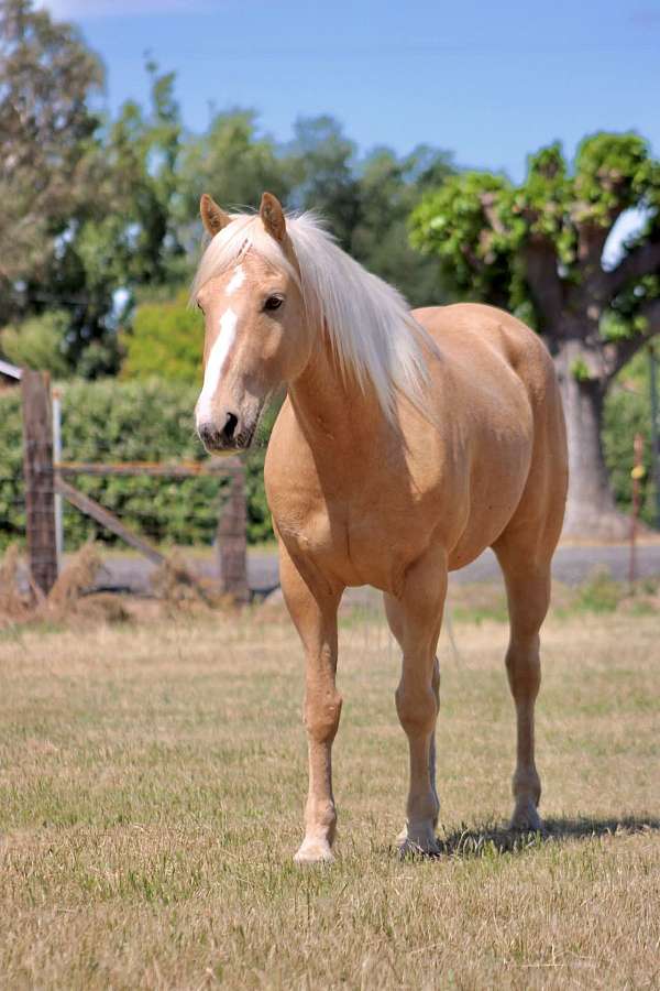 athletic-quarter-horse