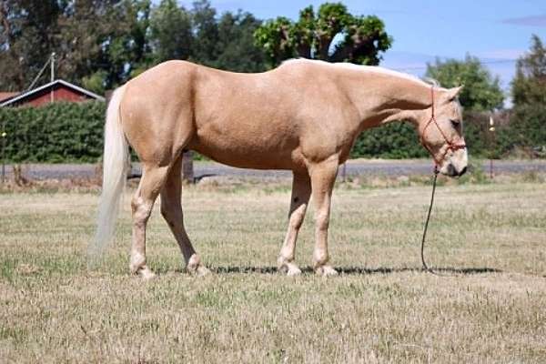 endurance-quarter-horse