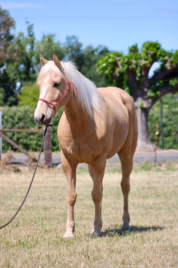 flashy-quarter-horse