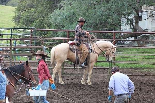 pack-quarter-horse