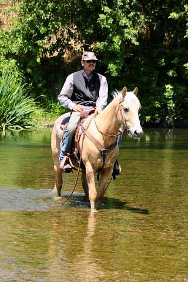 parade-quarter-horse
