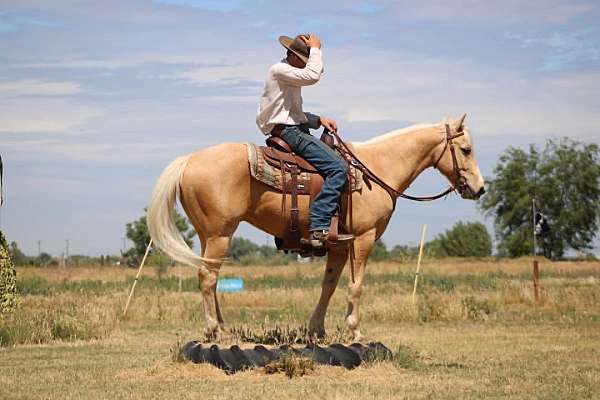 playday-quarter-horse