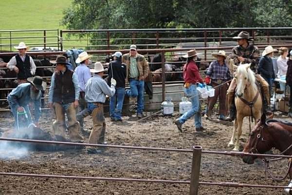 ranch-quarter-horse