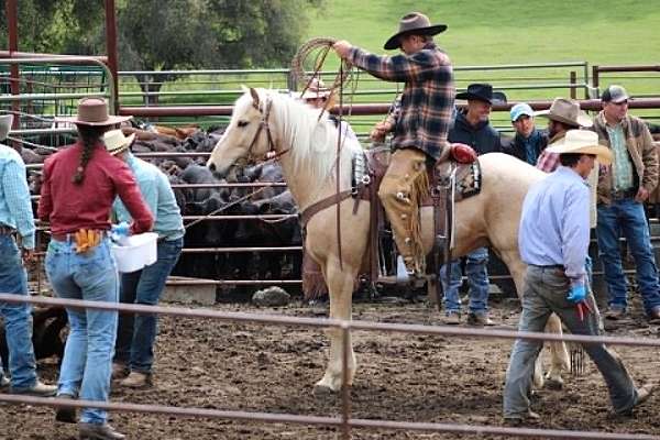 ranch-versatility-quarter-horse