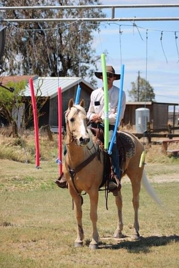 ranch-work-quarter-horse