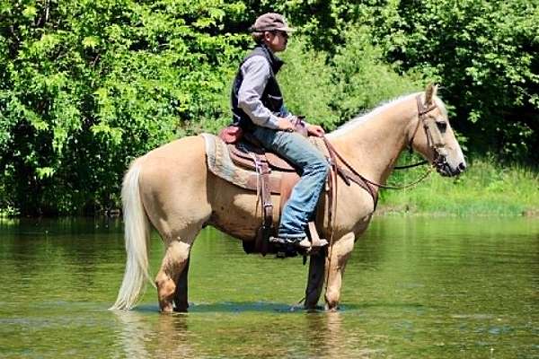 ridden-western-quarter-horse