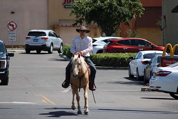 trail-quarter-horse