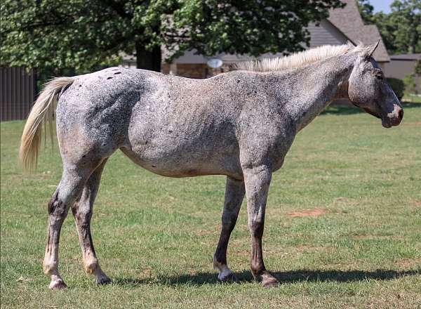 classical-poa-horse