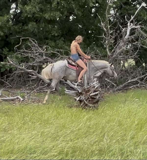 cutting-poa-horse