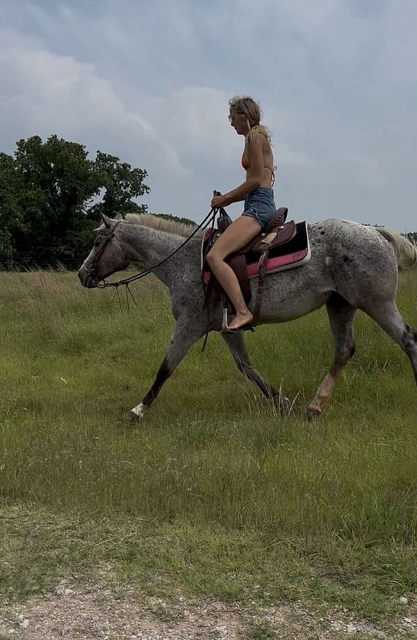 double-registered-poa-horse