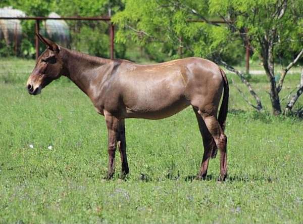 all-around-mule