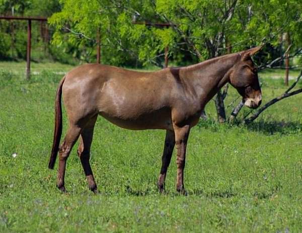 athletic-mule