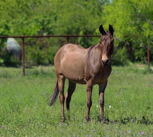 experienced-mule