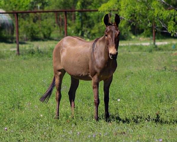 flashy-mule
