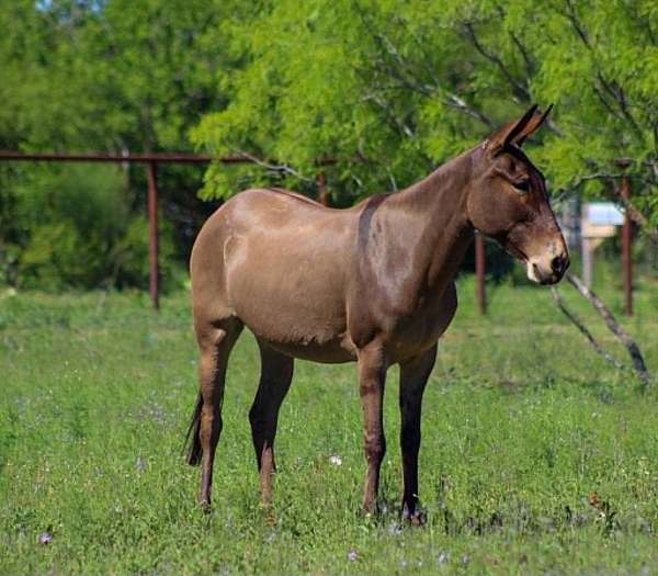 kid-safe-mule