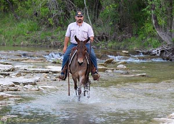 ranch-mule