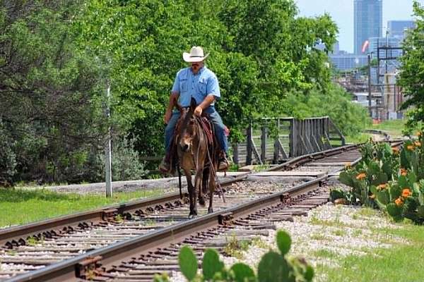ranch-versatility-mule