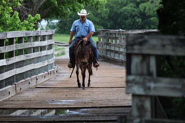 ranch-work-mule