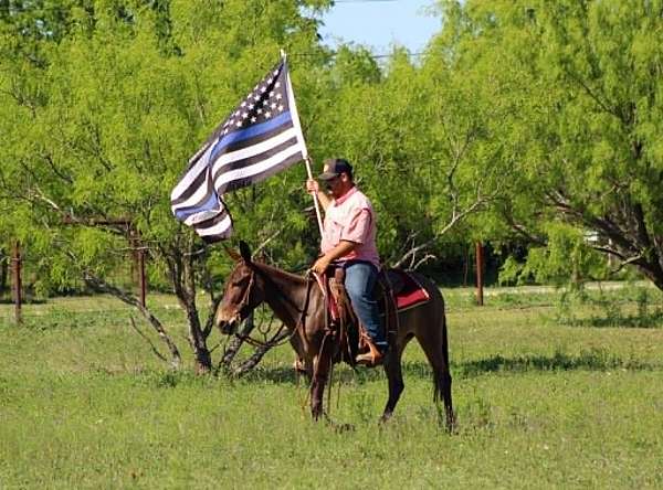 roping-mule