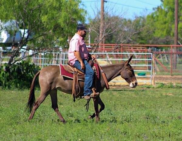 trail-mule