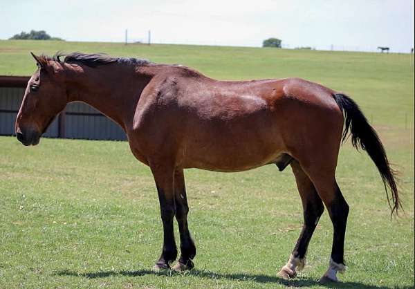 all-around-rocky-mountain-horse