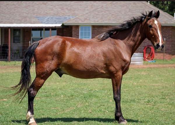 therapy-rocky-mountain-horse