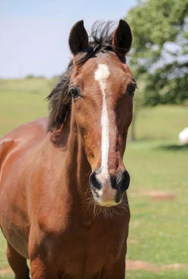 gaited-rocky-mountain-horse