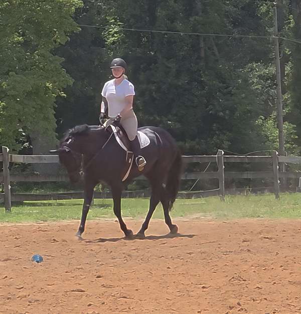 none-horse