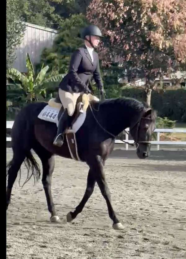 black-none-horse