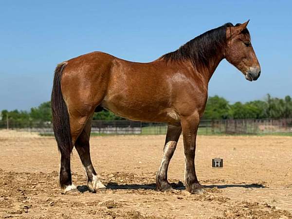 all-around-draft-horse