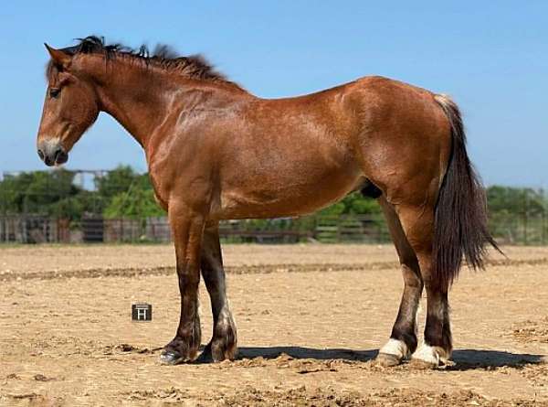 athletic-draft-horse