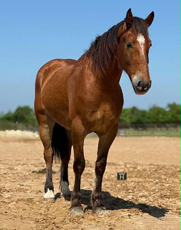 endurance-draft-horse