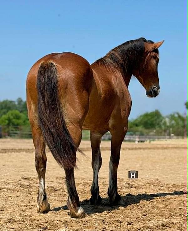 jumper-draft-horse