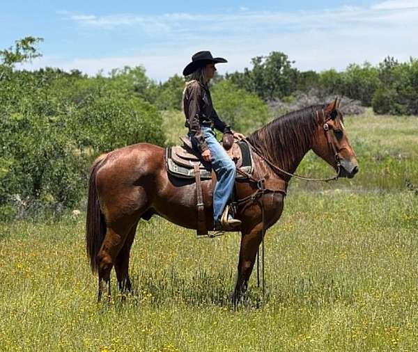 jumping-draft-horse