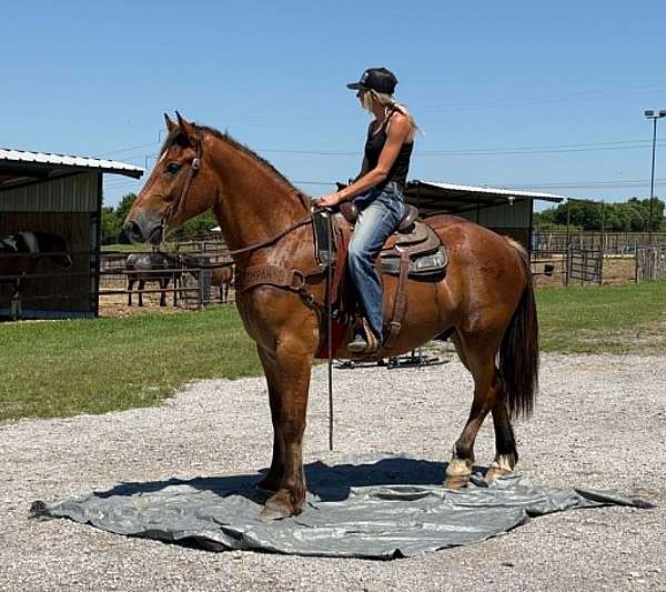 performance-draft-horse