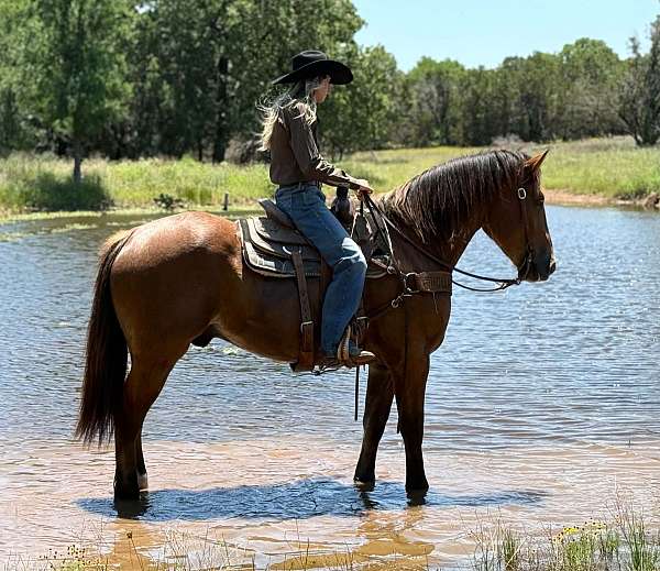 ranch-draft-horse
