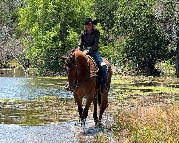 ridden-english-draft-horse