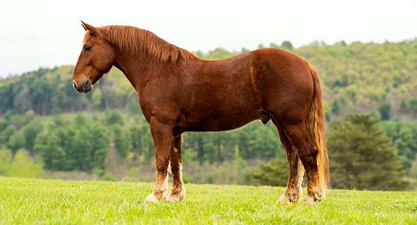 dependable-draft-horse