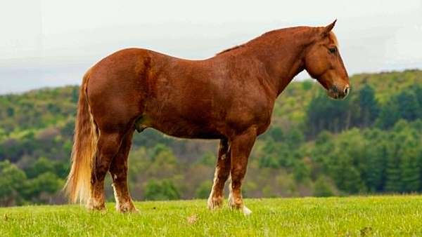 do-anything-draft-horse