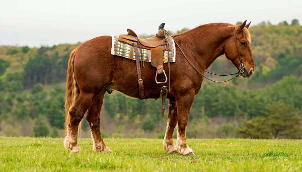 easy-to-haul-draft-horse