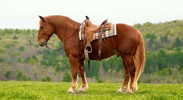 enjoyable-draft-horse