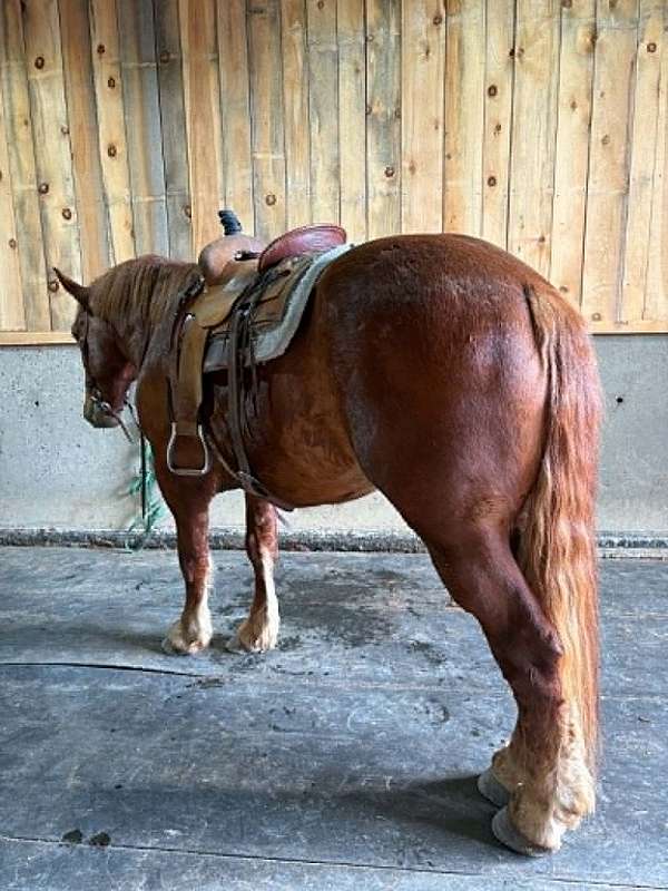 fit-draft-horse