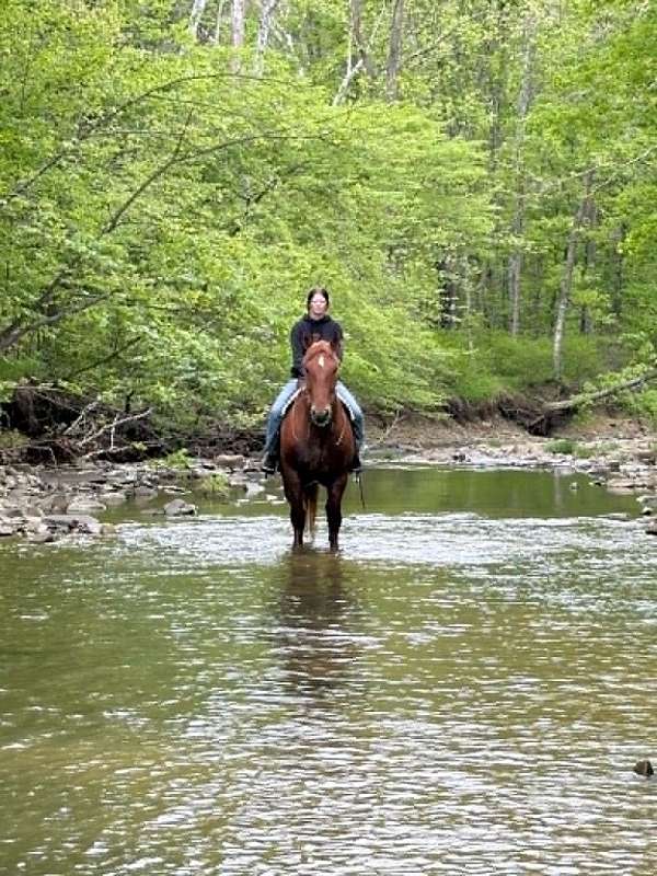 go-anywhere-draft-horse