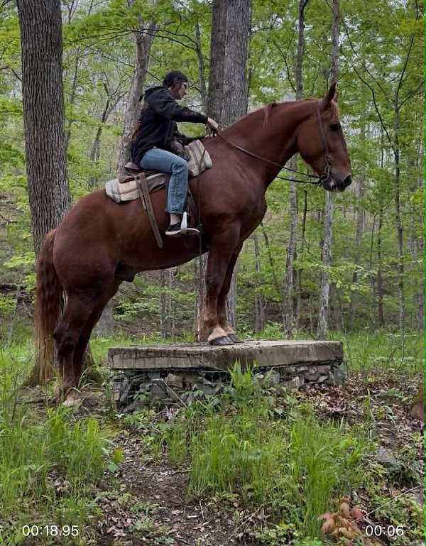 handsome-draft-horse
