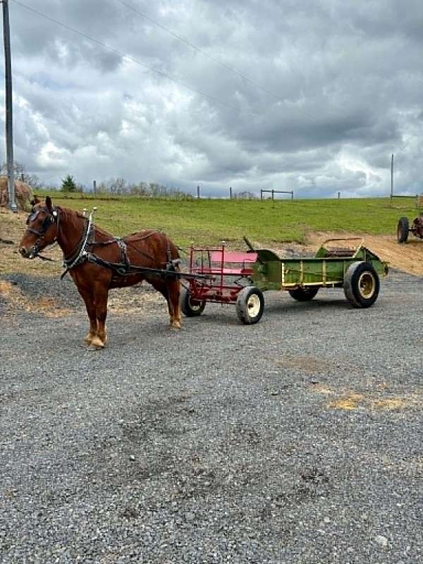 hauls-draft-horse