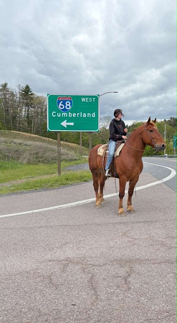 job-draft-horse