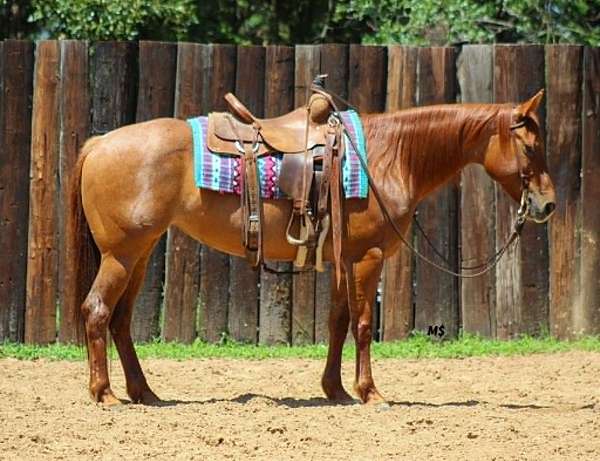 all-around-quarter-horse