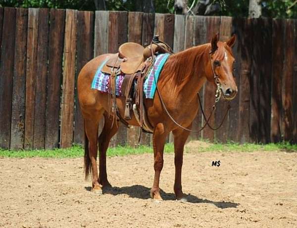 athletic-quarter-horse