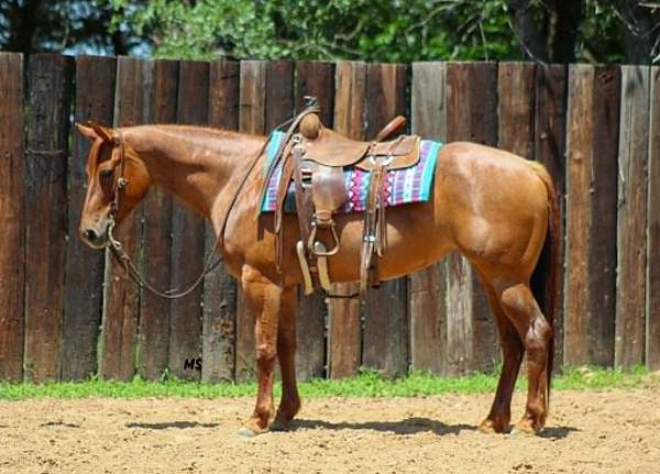 beginner-quarter-horse