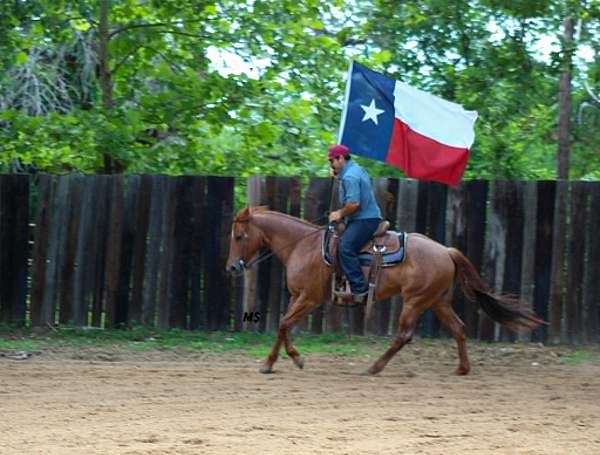 experienced-quarter-horse